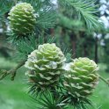 Larix kaempferi fruits